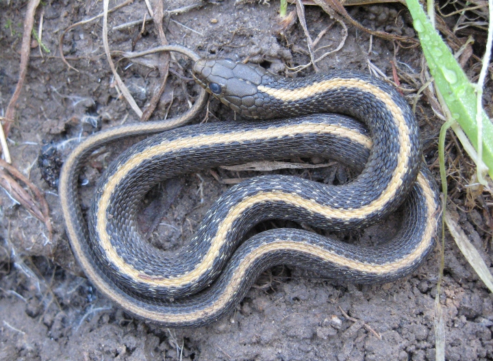 Santa Cruz Garter Snake